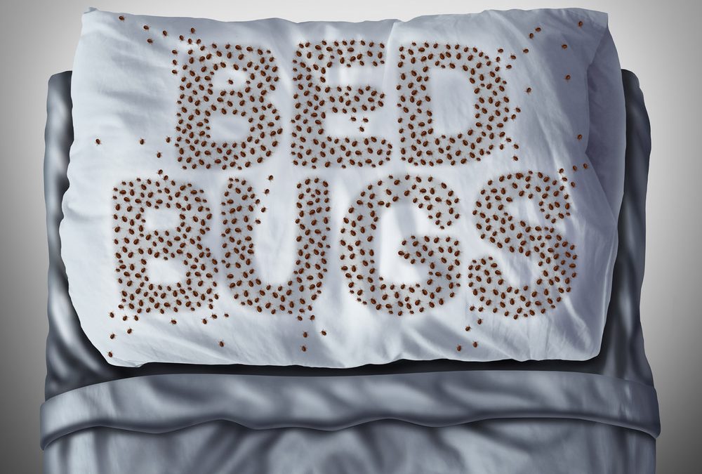 Bed Bug Prevention: A Traveler’s Guide to Avoiding Unwanted Souvenirs