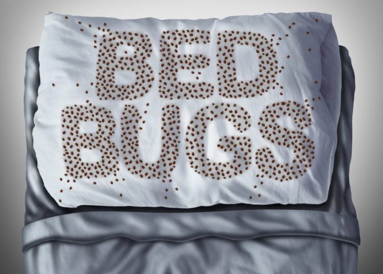 bed bug prevention