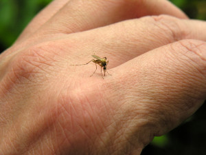 Commercial Mosquito | iStock 000001049144Small