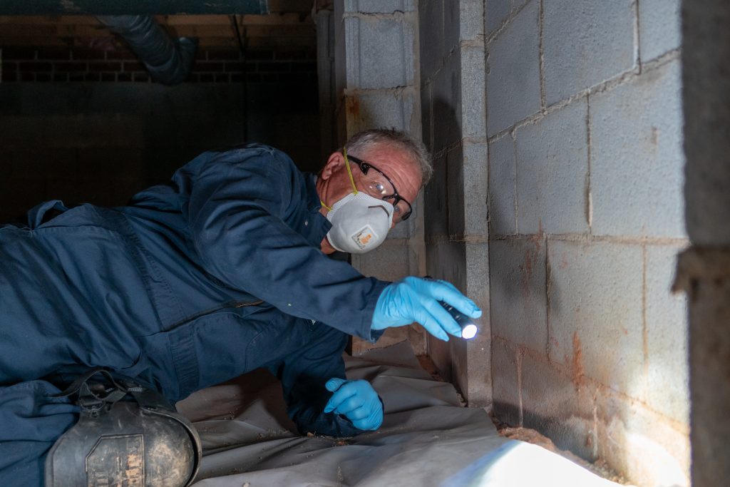 Pest Control in Burlington