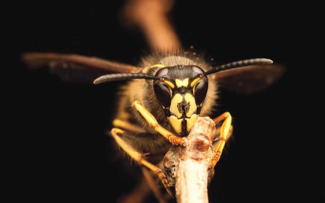 Not All Stingers Are Created Equal — A Guide to Stinging Insects in North Carolina
