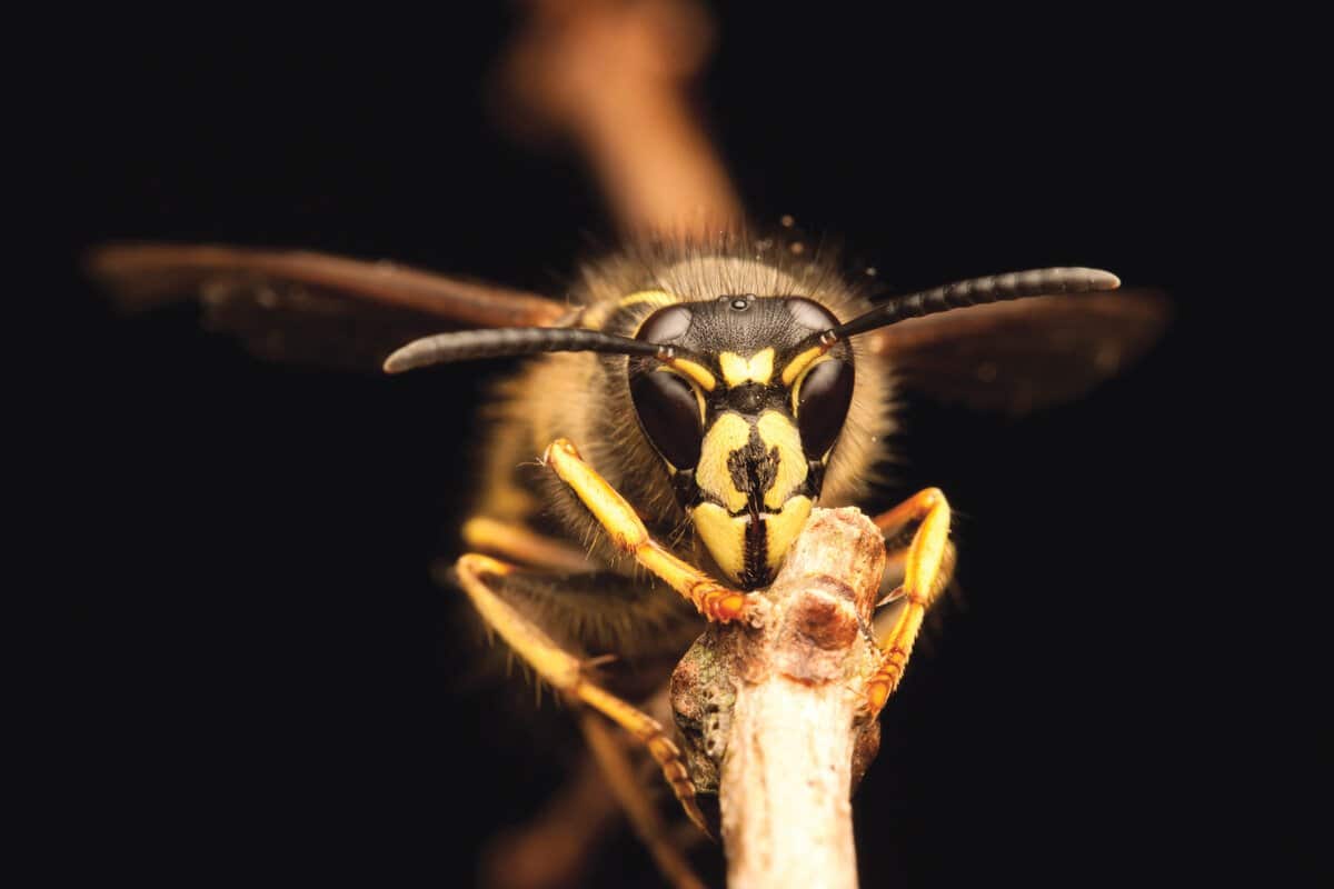 stinging insects in North Carolina