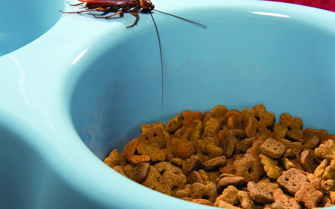 Ready for Cockroach Season? How to Prep Your Piedmont Triad Home