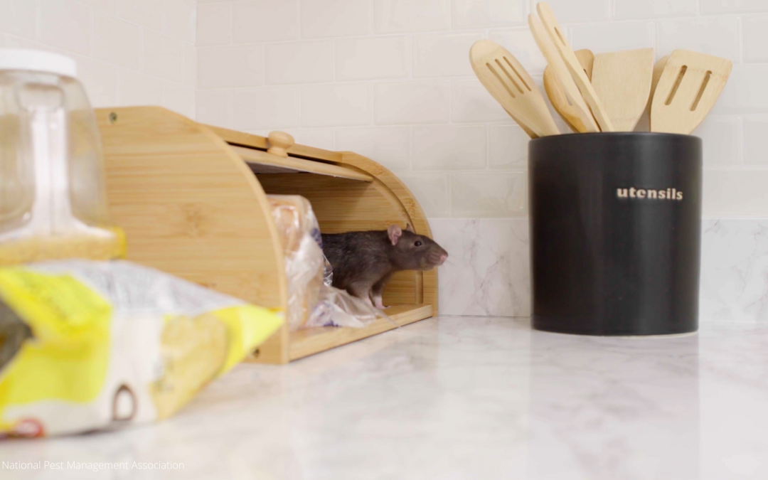 Signs of Rodent Infestation! What Can You Do to Get Rid of Desperate Rodents?