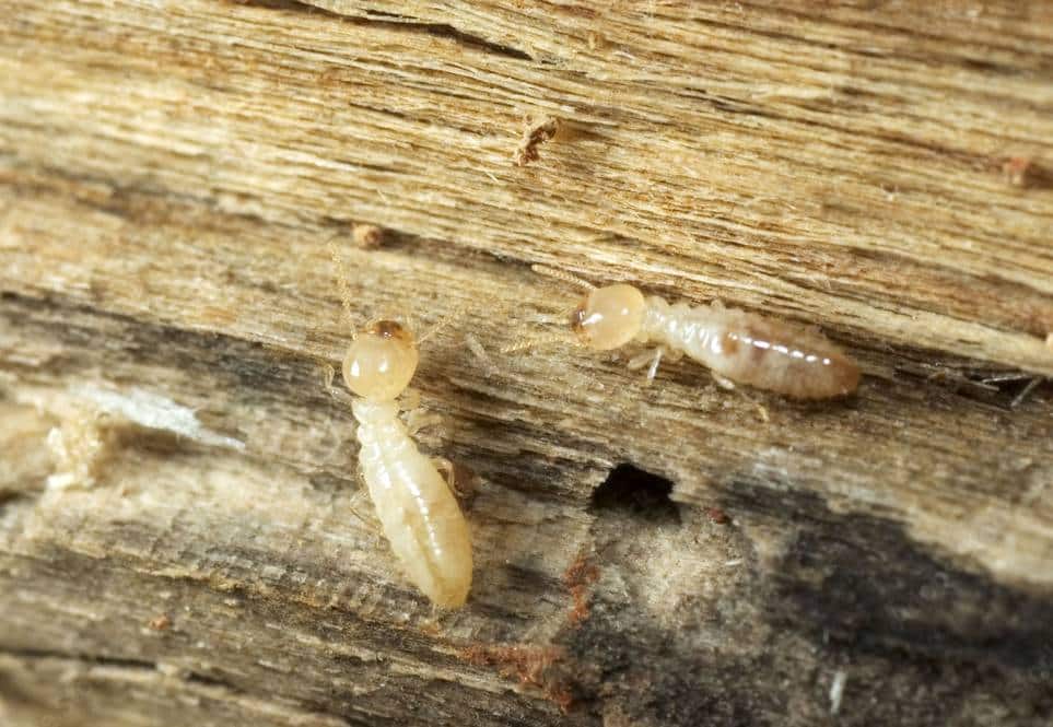 Holiday Decorations From the Attic? The Winter Pests You Could Bring into Your Home | 1000 F 998485 CeEt3DWgT8nxclvgpUH5Tdmwb7zex7 1