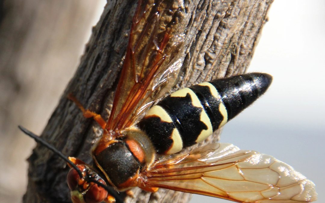 That’s Not a Murder Hornet: Understanding Cicada Killer Wasps in NC