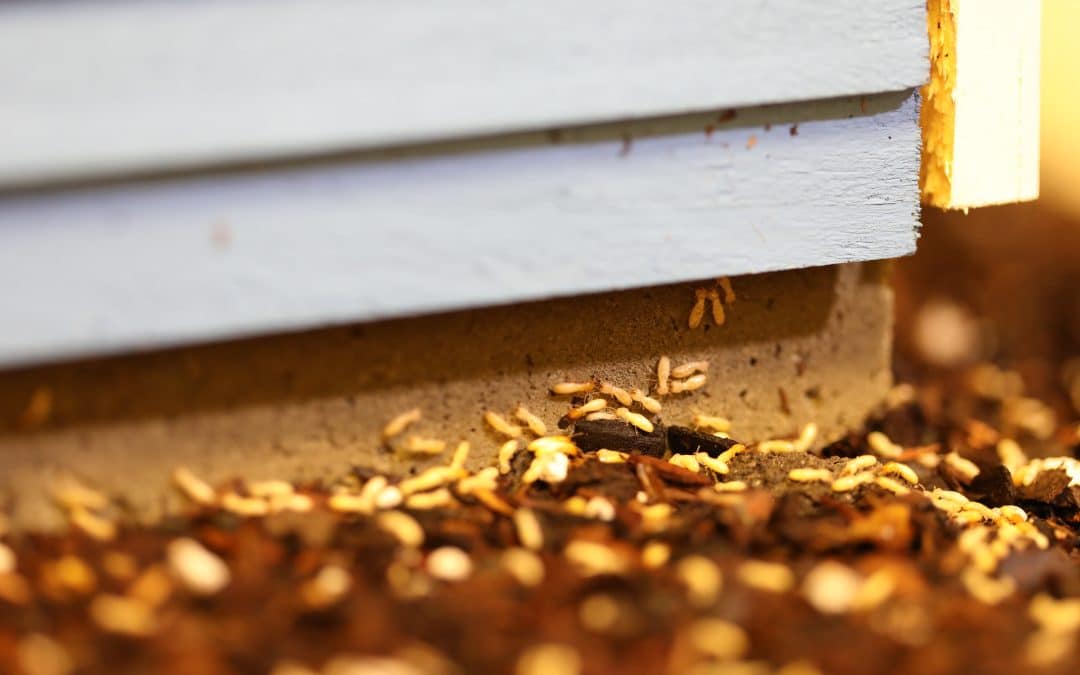 Essential Termite Prevention: Why Year-Round Protection Matters Most in Winter
