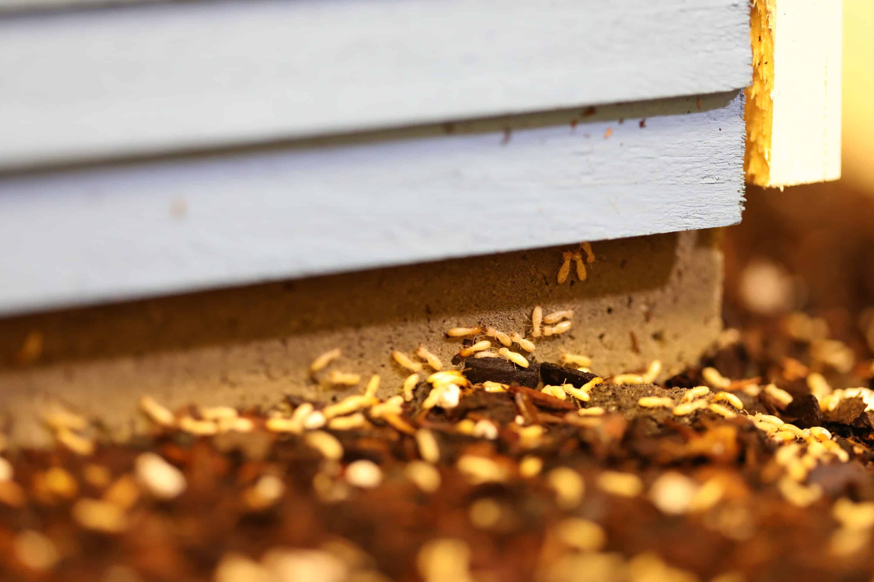 winter pest control
