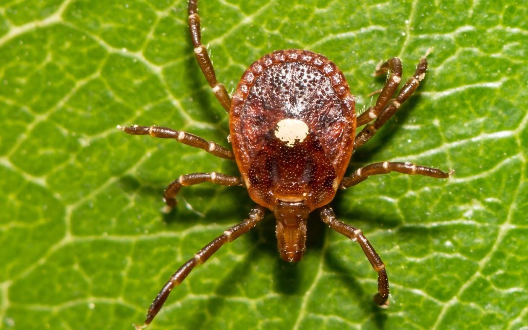 Lone Star Ticks: A Growing Concern in American Landscapes