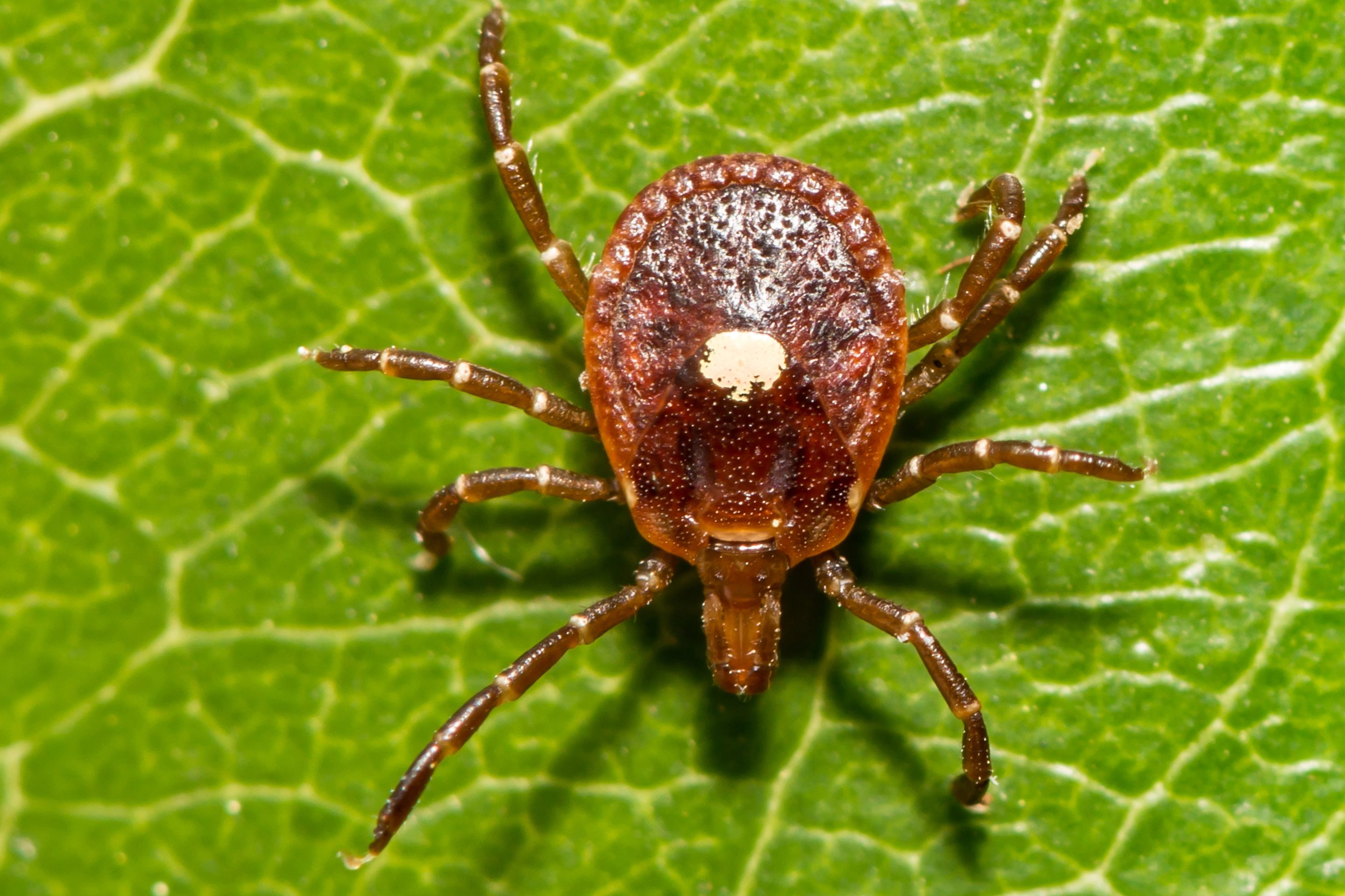 lone star ticks