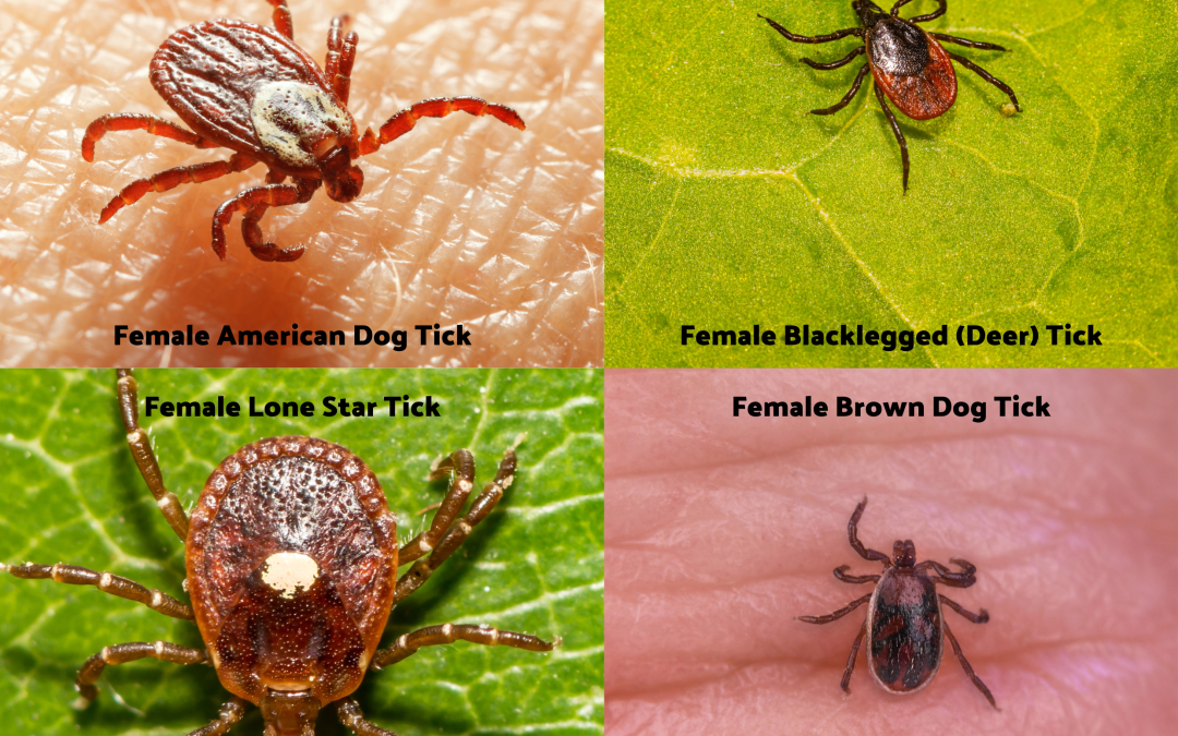 Ticks in North Carolina: What Every NC Homeowner Needs to Know About Tick Season