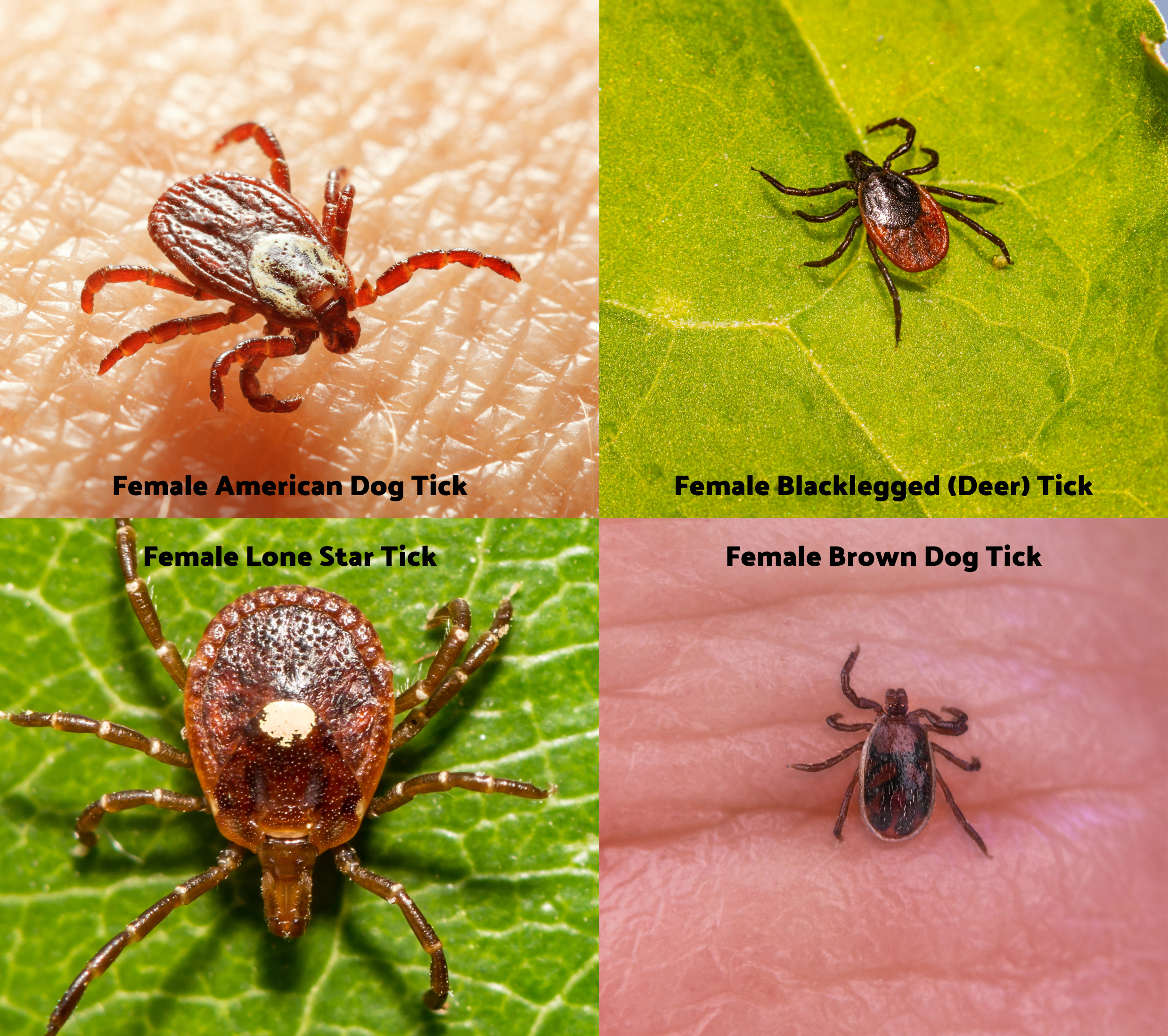Ticks in North Carolina