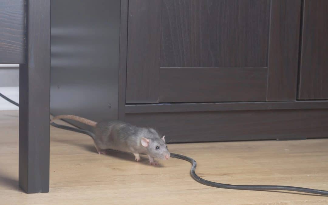 Droppings in Your Home? 9 Signs of Rodent Infestation Every Homeowner Should Know