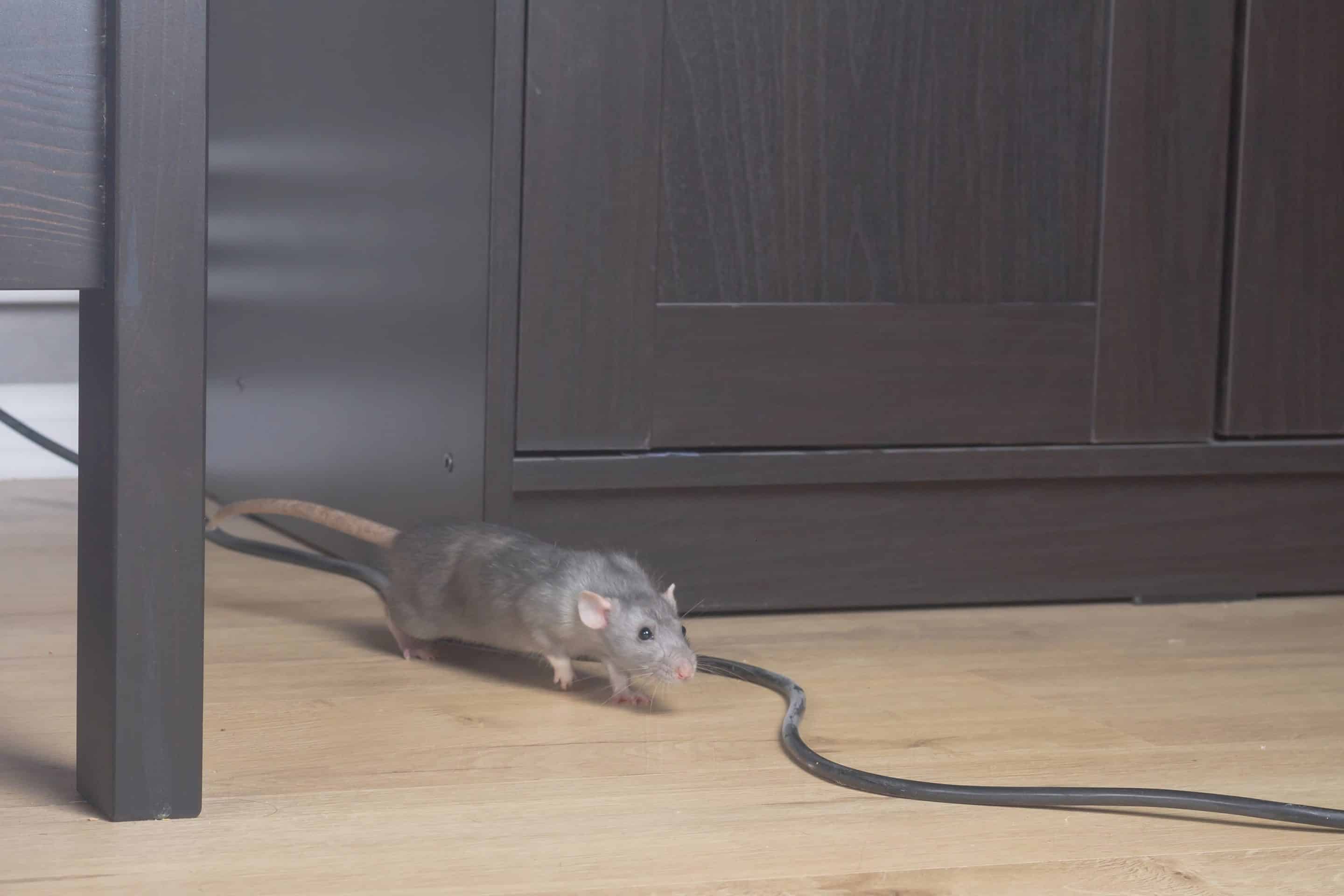 signs of rodent infestation